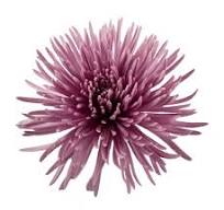 SPIDER TIANA DARK PURPLE  10ST 70cm