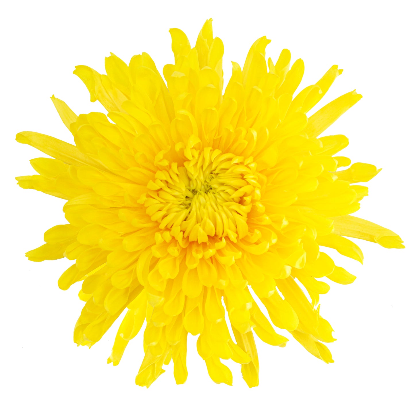 SPIDER SELDIS YELLOW 10ST 70cm