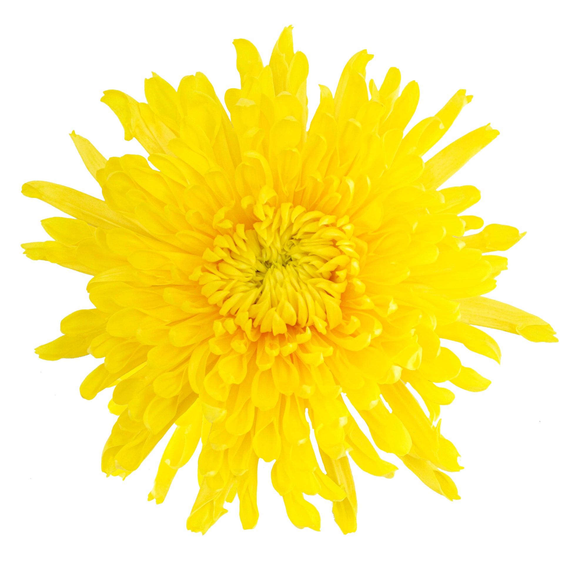 SPIDER SELDIS YELLOW 10ST 70cm