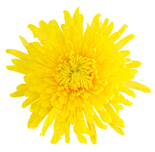 SPIDER SELDIS YELLOW 10ST 70cm