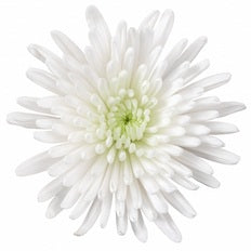 SPIDER TOPSPIN WHITE 10ST 70cm