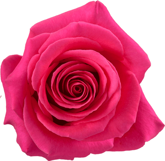 ROSE PINK FLOYD 50CM