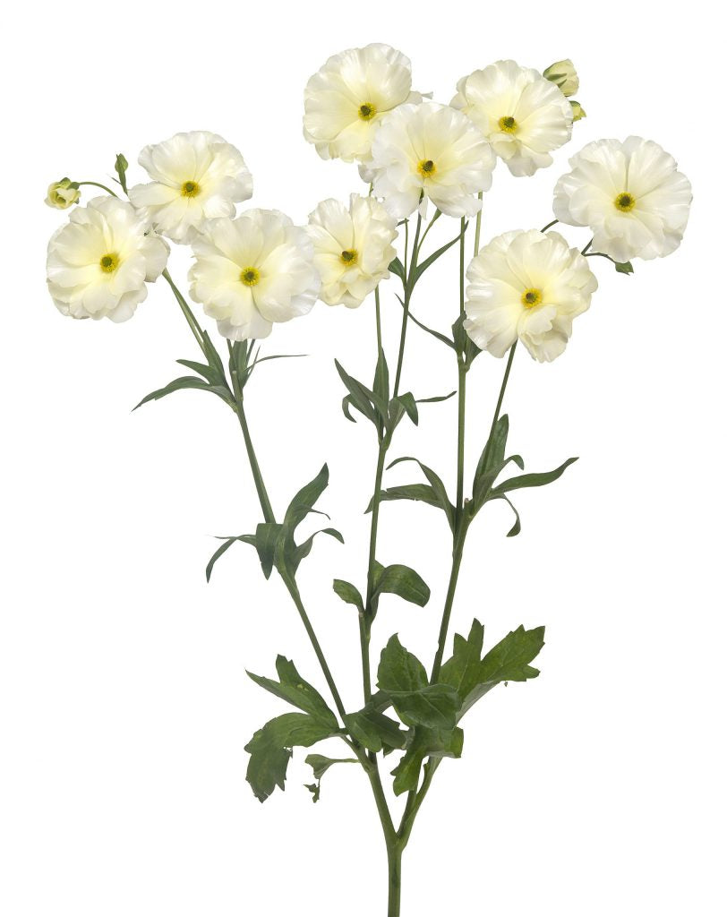 RANUNCULUS 50cm WHI  Grace 10 St(Stems)