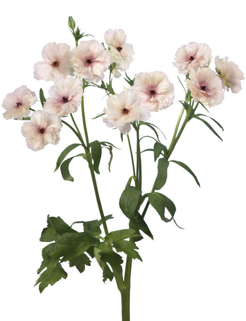 RANUNCULUS 40cm LPK Butterfly Ariadne Lt.Pink 10 St(Stems)