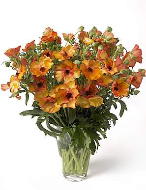 RANUNCULUS BUTTERFLY MINOAN ORG 10St 45 cm