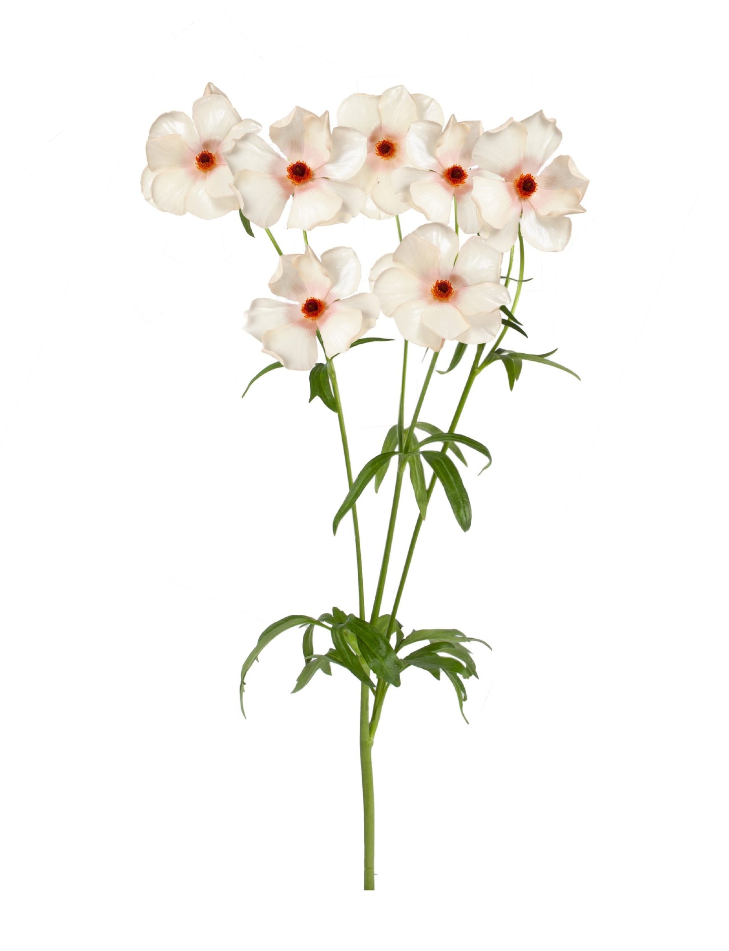 RANUNCULUS 40cm LPK Butterfly Melissa Blush 10 St(Stems)