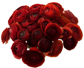 RANUNCULUS 30 - 40cm BRZ Elegance Cioccolato 10 St(Stems)