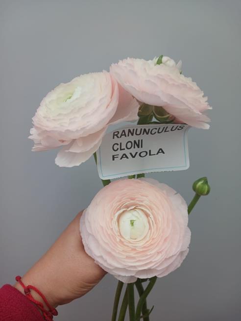 RANUNCULUS CLONI FAVOLA BABY PINK 10ST 50cm