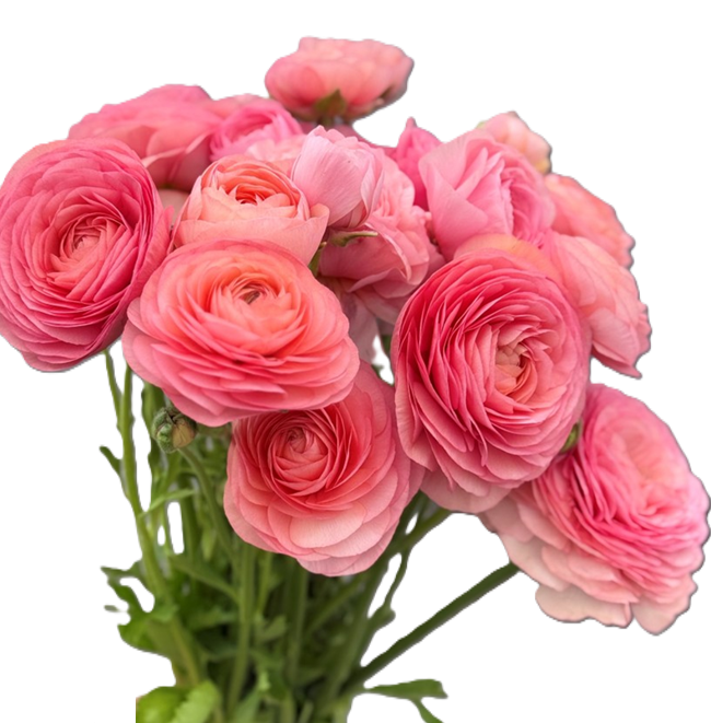 RANUNCULUS 40cm CRL Elegance Coral 10 St(Stems)