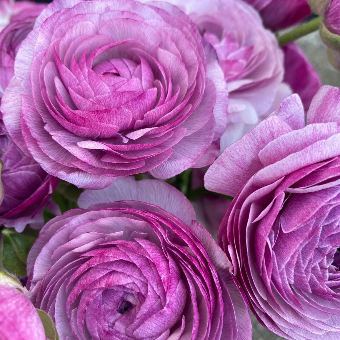 RANUNCULUS 40cm LAV Amandine Purple Jean 10 St(Stems)