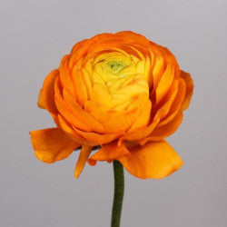 RANUNCULUS ORANGE ELEGANCE 3-5 BL