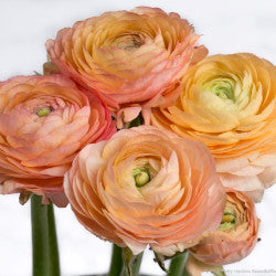 RANUNCULUS PEACH ELEGANCE 45 cm
