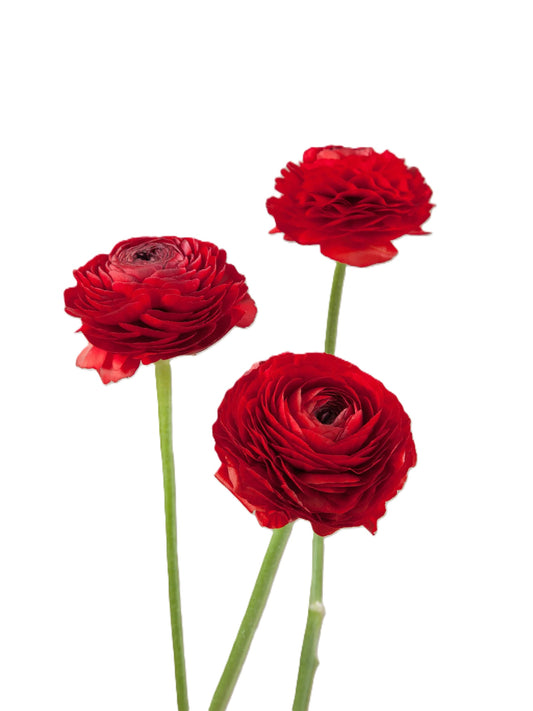 RANUNCULUS ELEGANCE RED 40CM