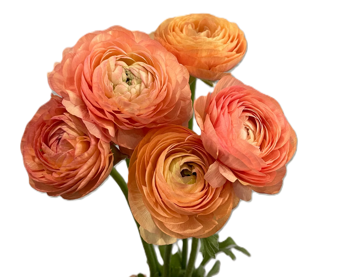 RANUNCULUS 40cm PEA Amandine Salmon 10 St(Stems)