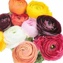 RANUNCULUS ASSORTED ELEGANCE 45 cm