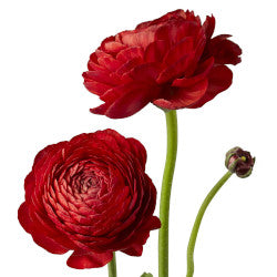 RANUNCULUS RED ELEGANCE 50cm
