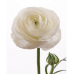 RANUNCULUS WHITE ELEGANCE 45/50