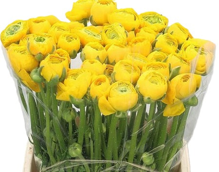 RANUNCULUS 40cm YEL Elegance Yellow 10st 10 St(Stems)