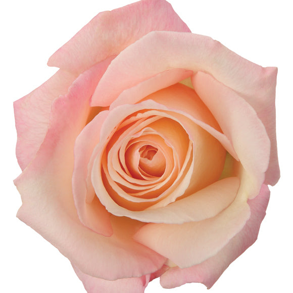 COLOR ROSES ANNA LIGHT PINK 25ST 50cm
