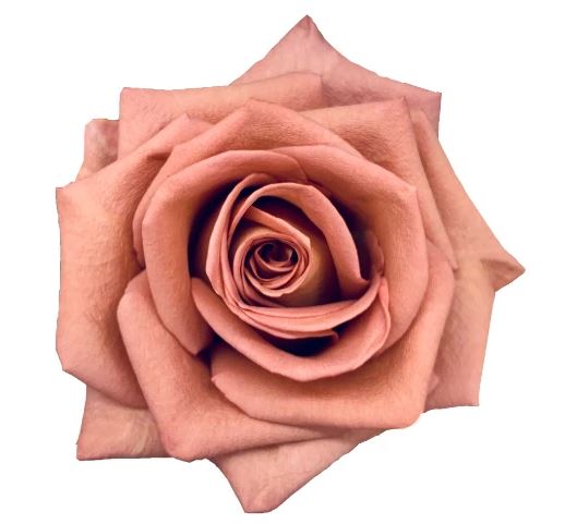 COLOR ROSES BARISTA BROWN 25 ST 50cm