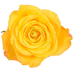 COLOR ROSES BIKINI YELLOW 25ST 50cm