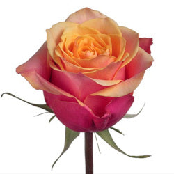 COLOR ROSES CHERRY BRANDY 25ST 50cm