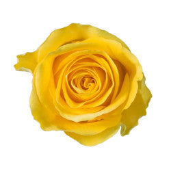 COLOR ROSES BRIGHTON YELLOW 25ST 50cm