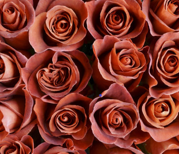 COLOR ROSES CAFE DE EL MAR DK BROWN 25ST 50cm