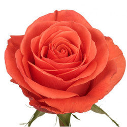 COLOR ROSES CAYENNE DARK ORANGE 25ST 50cm