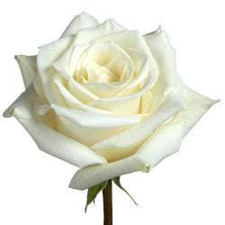 COLOR ROSES ESKIMO WHITE 25ST 40cm