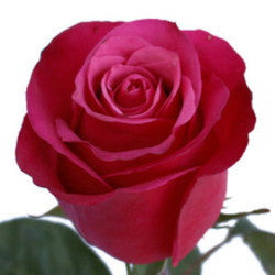 COLOR ROSES CHERRY OH! DARK PINK 25ST 50cm