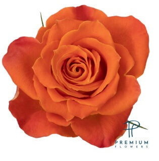 COLOR ROSES CLEMENTINA ORANGE 25ST 40cm
