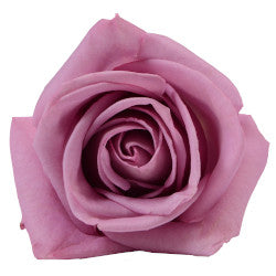 COLOR ROSES COOL WATER LAVANDER 25ST 60cm