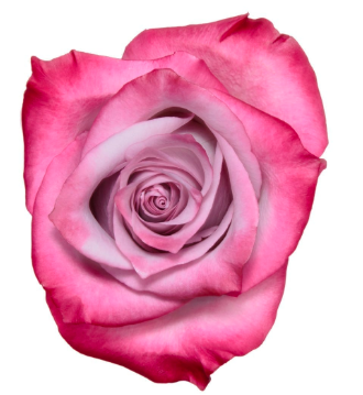 COLOR ROSES DEEP PURPLE LAVANDER 25ST 40cm
