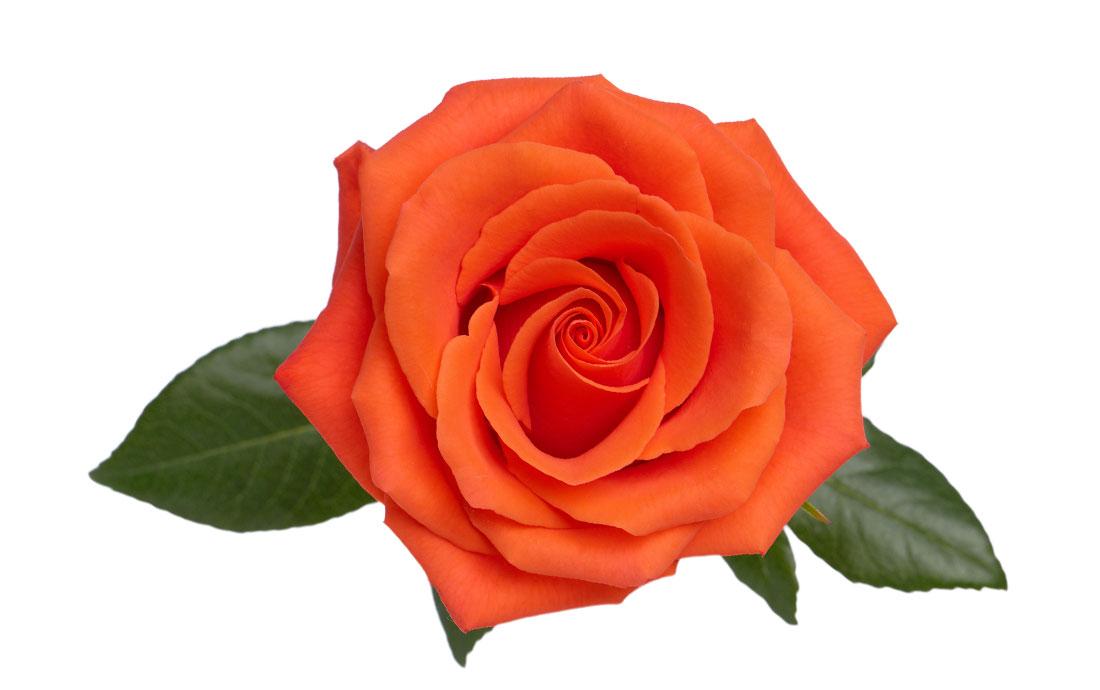 COLOR ROSES ORANGE DRAGON TALE 25ST 50cm