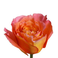 COLOR ROSES FREE SPIRIT ORANGE 25ST 60cm
