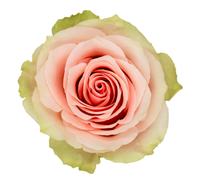 COLOR ROSES FRUTETTO BLUSH /GRN 25ST 50cm