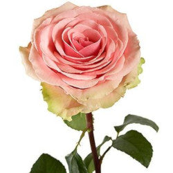 COLOR ROSES GERALDINE LIGHT PINK 25ST 50cm