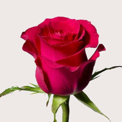 COLOR ROSES GOTCHA DARK PINK 25ST 50cm