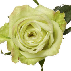 COLOR ROSES GREEN TEA 25ST 50cm