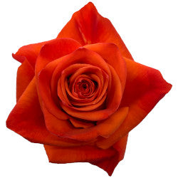 COLOR ROSES HILUX ORANGE 50cm