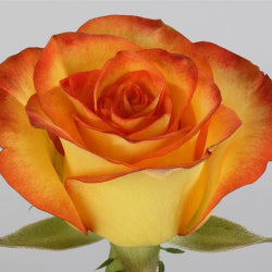 COLOR ROSES HIGH MAGIC BICOLOR YELLOW/RED 25ST 50cm