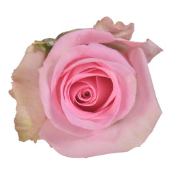 COLOR ROSES JESSICA LIGHT PINK 25ST 50cm