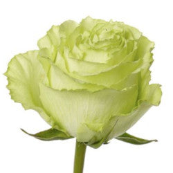 COLOR ROSES LEMONADE GREEN