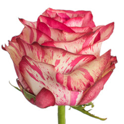 COLOR ROSES MAGIC TIMES BC WHI/HPK 25ST 60cm