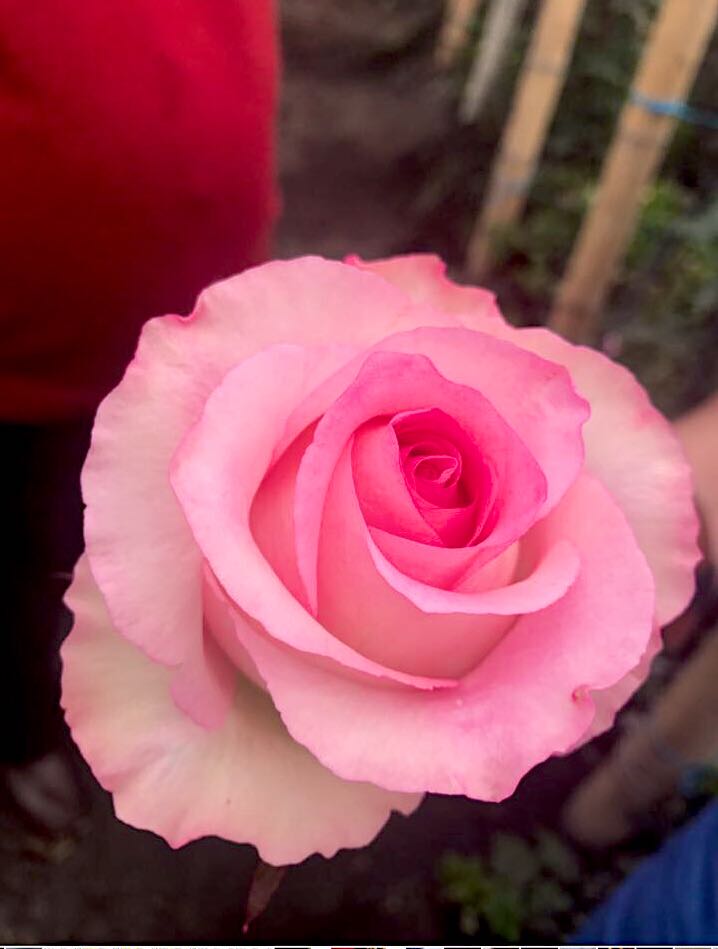 COLOR ROSES MANDALA LIGHT PINK 25ST 50cm