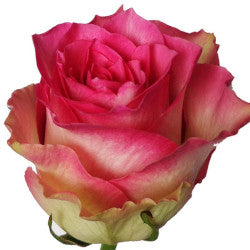 COLOR ROSES MALIBU BICOLOR PINK/WHITE 25ST 50cm
