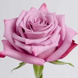 COLOR ROSES MOODY BLUES LAVANDER 25ST 60cm