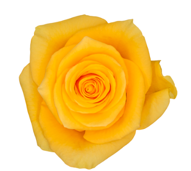 COLOR ROSES MOMENTUM YELLOW YELLOW 25ST 50cm