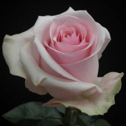 COLOR ROSES NOVIA LIGHT PINK 25ST 50cm